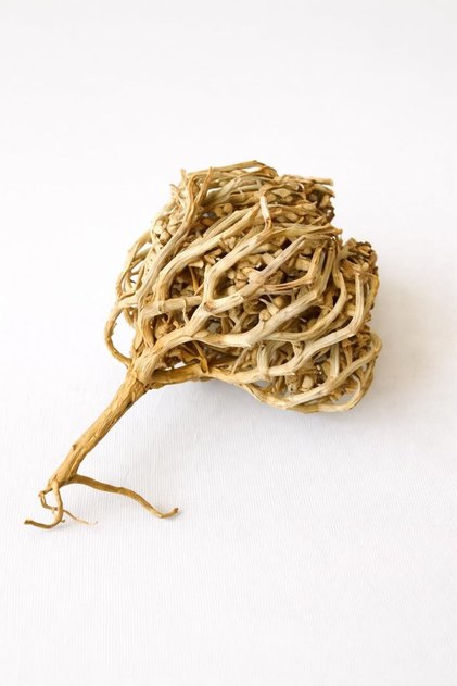 Chajarat Mariam (Maryam Flower) – Anastatica hierochuntica | Rose of Jericho Resurrection Plant