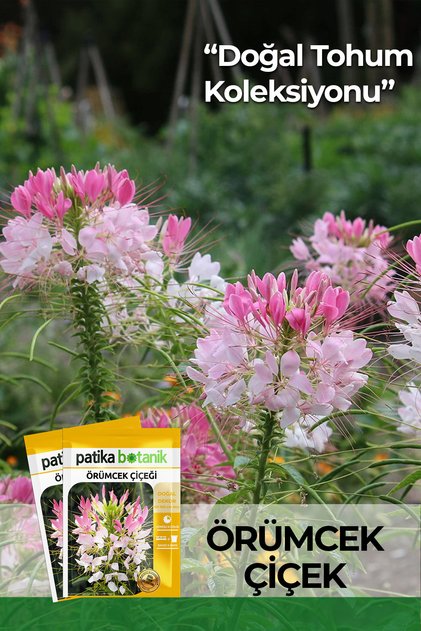 50 Adet Örümcek Çiçeği Tohumu (Cleome hassleriana)