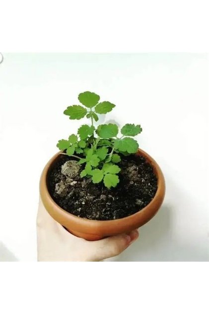 Kırlangıç Otu, Saksıda