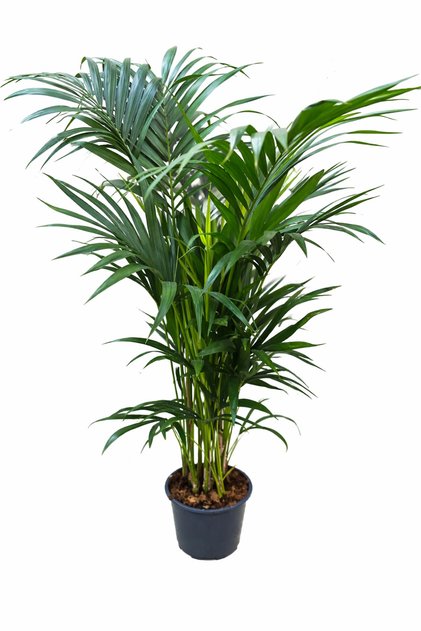 Kentia Palmiyesi (Howea Forsteriana) 24 cm Saksı 140-150 cm Boy | Tropikal Canlı Ev Ofis Bitkisi