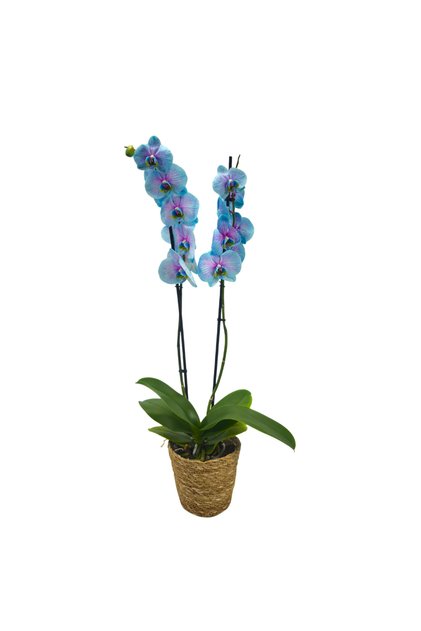 Orkide – Phalaenopsis | Pembe-Mavi Renk Canlı | Saksı Çiçeği | Ev & Ofis İç Mekan Bitkisi