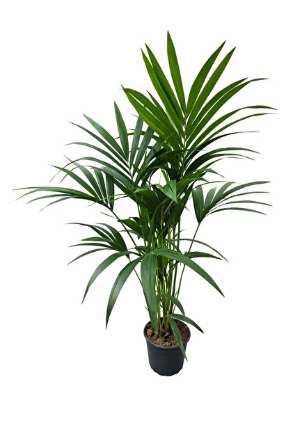 Kentia Palmiyesi (Howea Forsteriana) 21 cm Saksı 100–120 cm Boy | Tropikal Canlı Ev Ofis Bitkisi