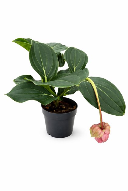 Medinilla Magnifica (Medine Gülü) Canlı Ev ofis Bitkisi