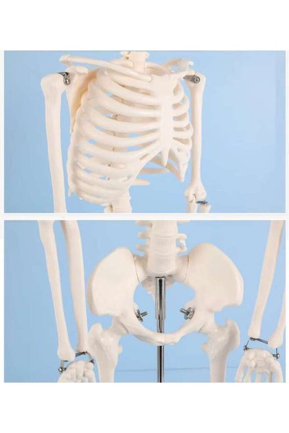 Mulaj de anatomie Tetea, scheletul uman 85 cm