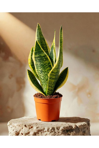 Paşa Kılıcı – Sansevieria trifasciata ‘Superba' – 8,5 cm Saksı