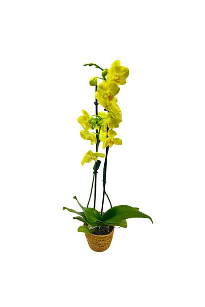 Orkide – Phalaenopsis | Sarı Renk Canlı | Saksı Çiçeği | Ev & Ofis İç Mekan Bitkisi