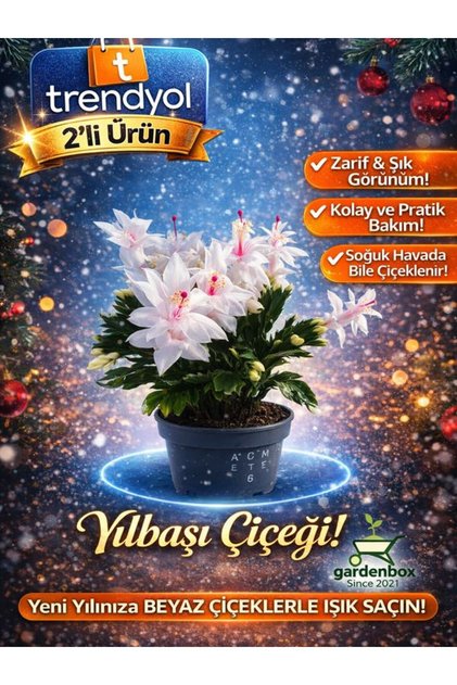 Çok Avantajlı Yılbaşı Çiçeği,yılbaşı Kaktüsü,beyaz Renk 7.cm Saksıda