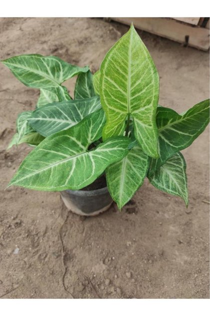 Melek Kanadı Çiçeği Fidanı 10-20 cm