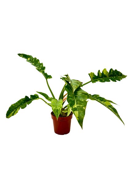 Philodendron Ring of Fire Variegata İç Mekan Bitkisi | 12 Cm Saksıda Masa Boyu