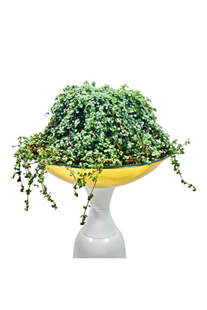 Pilea Glauca - Askılı Saksıda Sarkıcı Salon Bitkisi