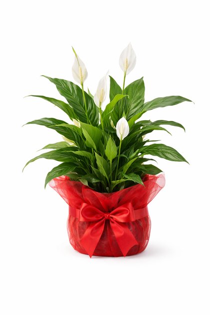 90-110cm Barış Çiçeği 8 Mart Kadınlar Gününe Özel Süslemeli Saksılı Spathiphyllum Romantik Hediyelik