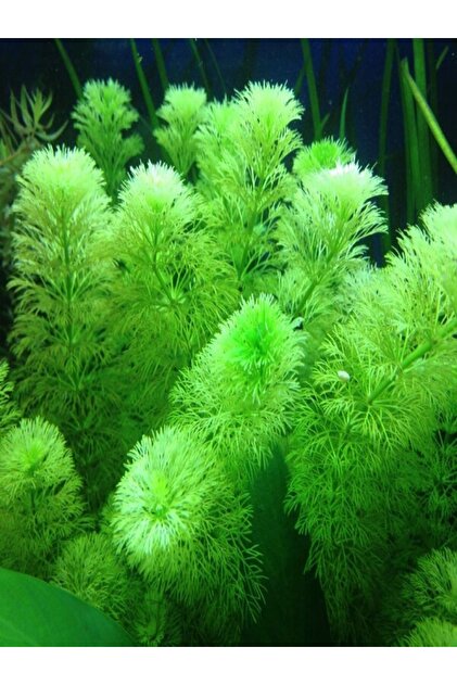 Limnophila Sessiliflora