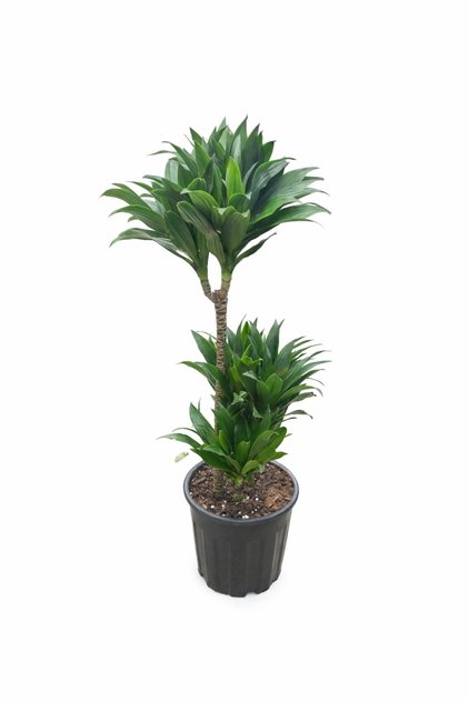 Dracaena Fragrans ‘Janet’ (Compacta formu), 3 Gövdeli 21 cm Saksı 90-100 cm boy | Ev ofis iç Mekan Bitkisi