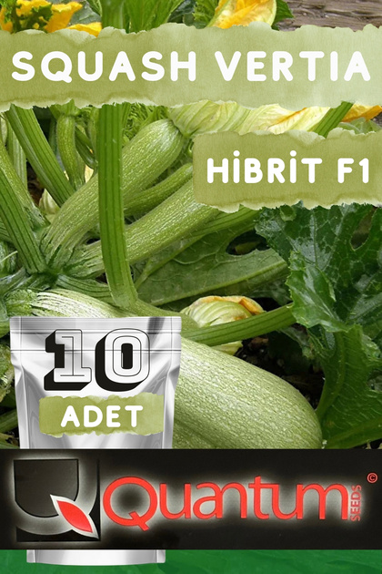 QUANTUMSEEDS SQUASH VERTIA F1 HİBRİT SAKIZ KABAK TOHUMU 1 PAKET