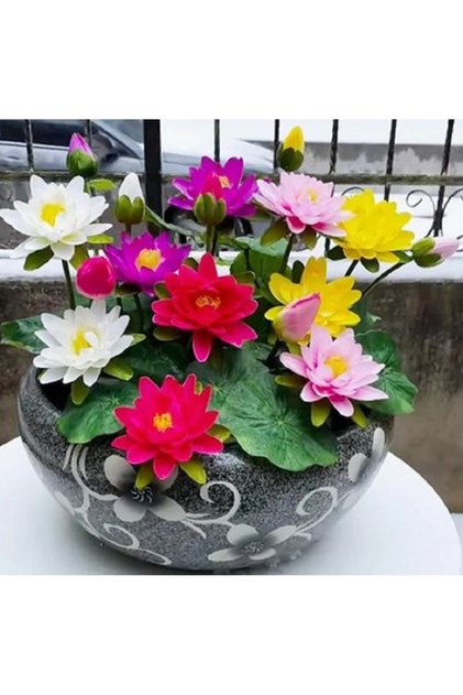 10 Adet Tohum Lotus Çiçeği Karışık Japon Su Zambağı Kase Lotus Çiçek Yaz Çiçeği Lotus Tohumu