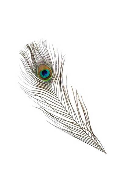 Real Peacock Feathers Decorative Vastu Home Ornament (420 Pack)