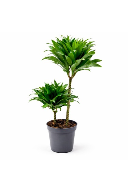 Dracaena fragrans ‘Janet’ (Compacta formu), 2 gövdeli 17 cm Saksı 80–90 cm | Canlı Salon Bitkisi