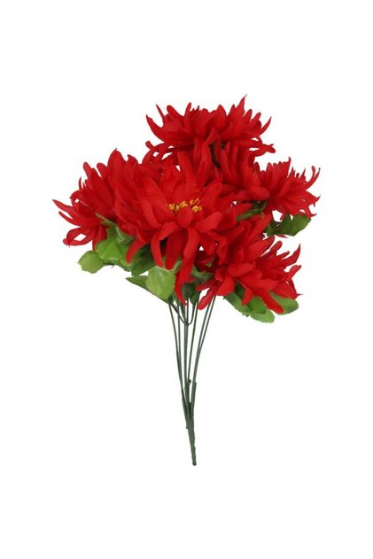 Buchet de 7 Crizanteme Pachyphyllum 40 cm Culoare Roșu