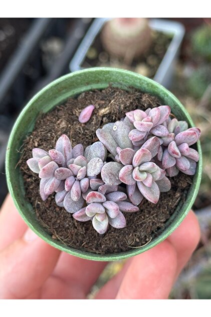 SukuLand Echeveria Rezry Kore ithal özel tür sukulent 5,5cm