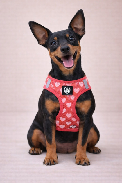 Lover Köpek Kedi Göğüs Tasması