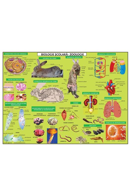 PLANȘĂ ZOOLOGIE -A3 PLASTIFIATĂ