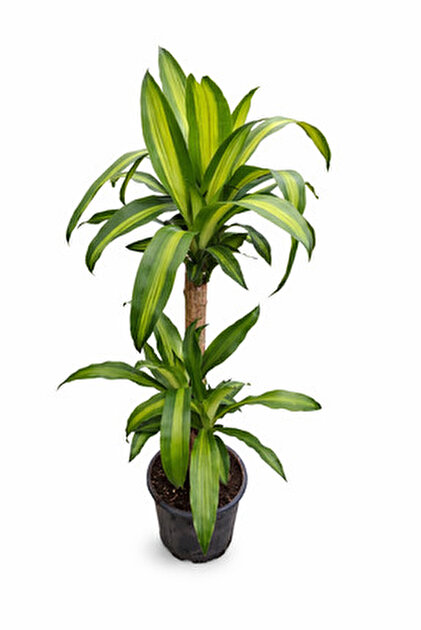 Mery Flowers Dracaena Lemon Lime - Large (Dracena Fragrans) Yellow 30 cm -  Fiyat, Yorumlar