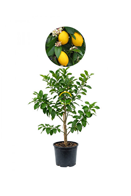 FİDAN SEPETİM 3 Yaş Mayer Yediveren Limon Fidanı *Saksılı