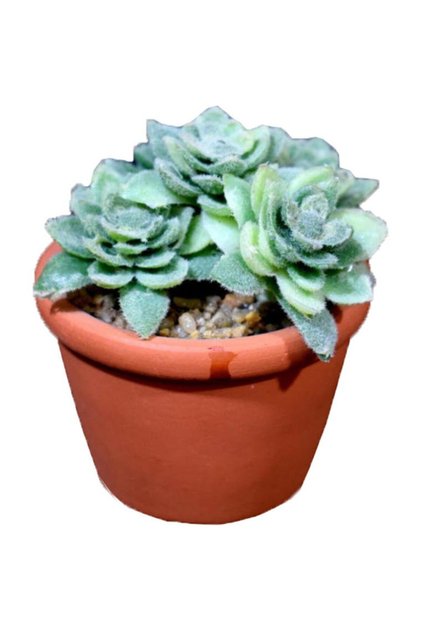 Mini Suculentă Verde în ghiveci cu aspect de cărămidă 8 cm