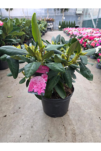 Ernaz Bitki Dnyas Orman Gl (Rhododendron) Pembe Renk | 50-60 Cm 19 Cm  Saks | ok Yllk Ss Bitkisi - Fiyat, Yorumlar
