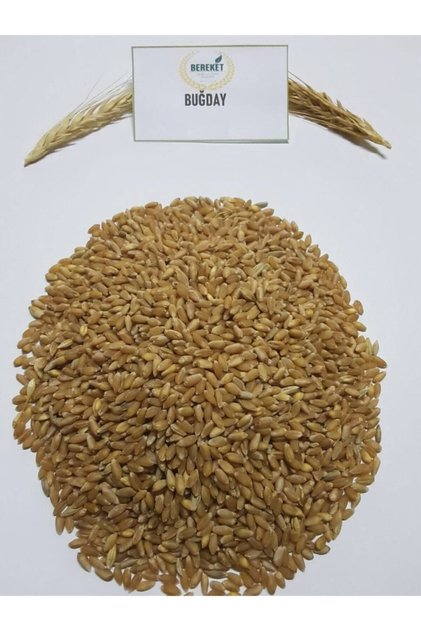 Doğal Temiz Buğday- Tavuk Ve Güvercin Yemi 10 Kg