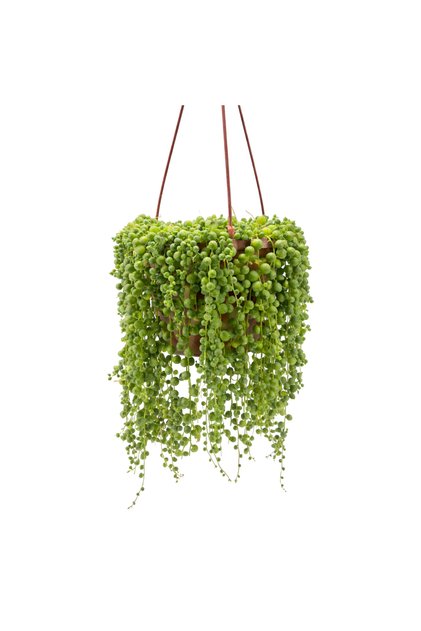 Tesbih Çiçeği (Senecio Rowleyanus) Askılı Saksıda Dekoratif Sarkıcı Sukulent Ev Bitkisi