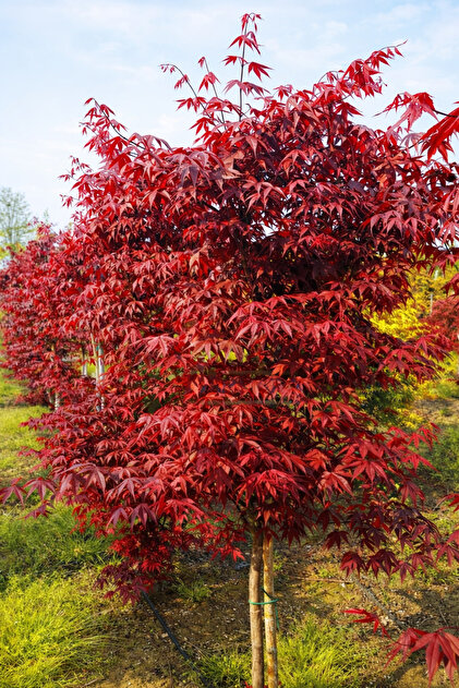 tnc garden groups Kırmızı Yapraklı Japon Akçaağaç Acer Palmatum
