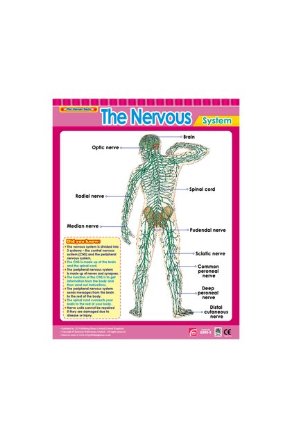 The Nervous - Wall Chart in English