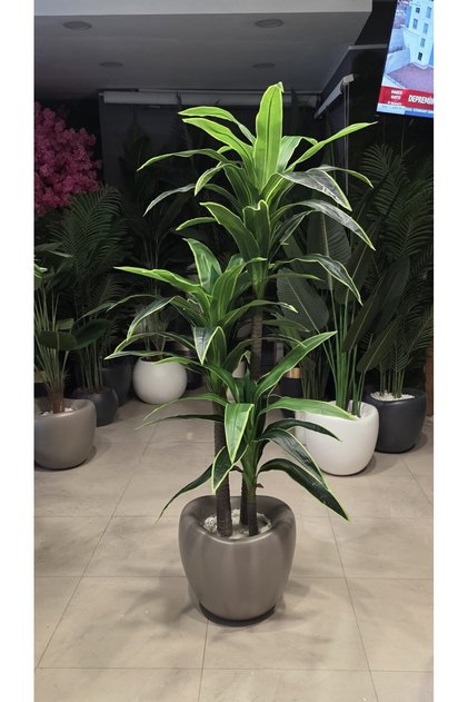 Kahverengi Hacimli eğri saksıda 3lü Yuka - 210 cm