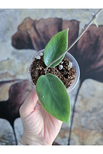 PLANT Hoya İnflata Mum Çiçeği - Fiyatı, Yorumları
