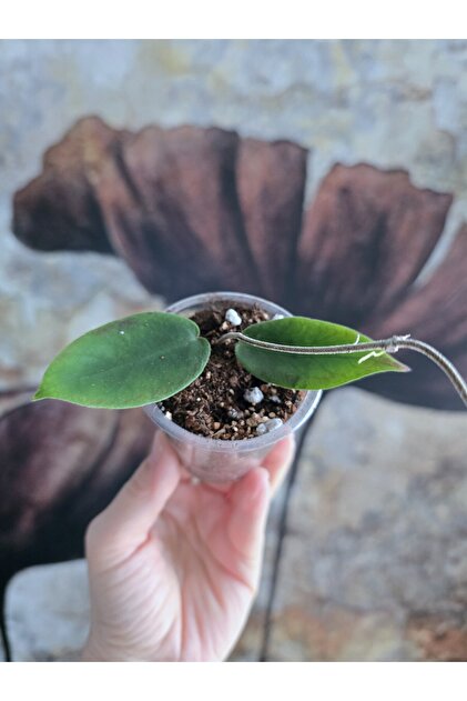 PLANT Hoya İnflata Mum Çiçeği - Fiyatı, Yorumları