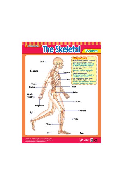 The Skeletal System - Wall Chart in English
