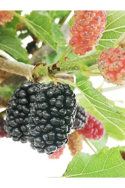 Mojo berry siyah bodur dut fidanı 1-2 yaş