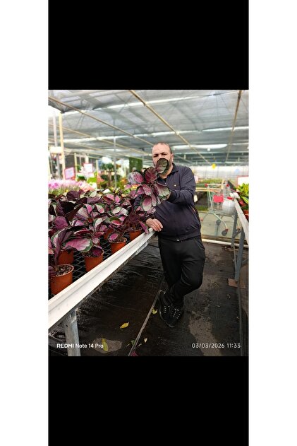 bitkidünyam Calathea Roseopicta Dua Çiçeği - Özel İthal Canlı