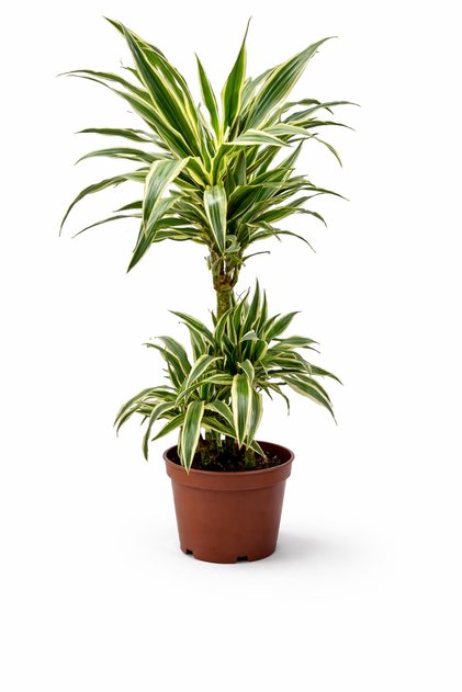 Dracaena Fragrans ‘Warneckii’ 2 Gövdeli | 17 cm Saksı | 80–90 cm Canlı Ev & Ofis Bitkisi