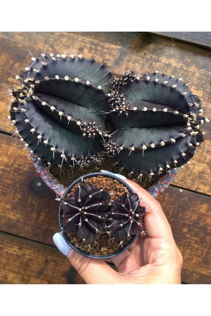 Gymnocalycium Variegata “Black Widow Twin Head” Extra Black