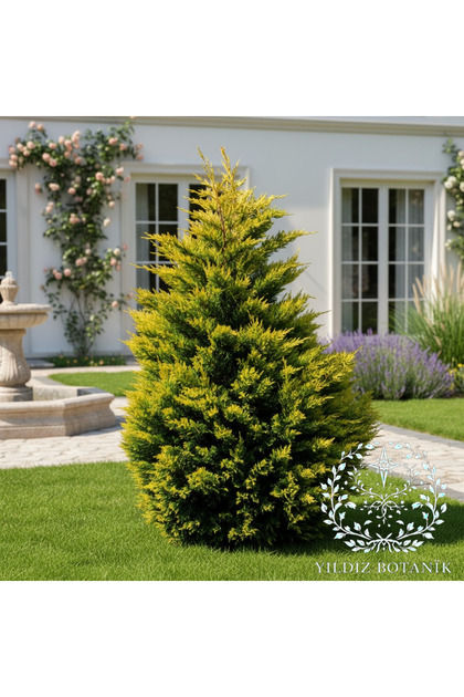 YILDIZ BOTANİK Goldrider Çam Ağacı Altuni Leylandi Fidanı Çit