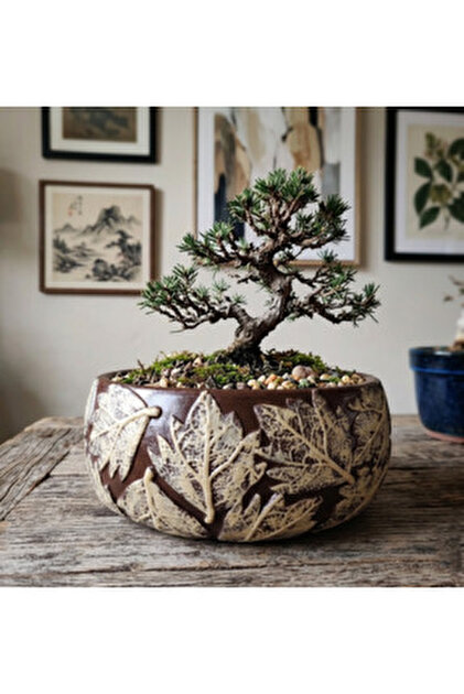 Genel Markalar Bonsai – Canlı Saksılı Minyatür Ağacı 20-30cm (İç