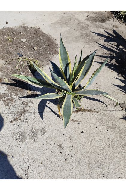 Alacalı Sabır Otu Agave Americana Variegata Sarı Yeşil Yapraklı Büyük Boy Canlı Dış Mekan Bitkisi