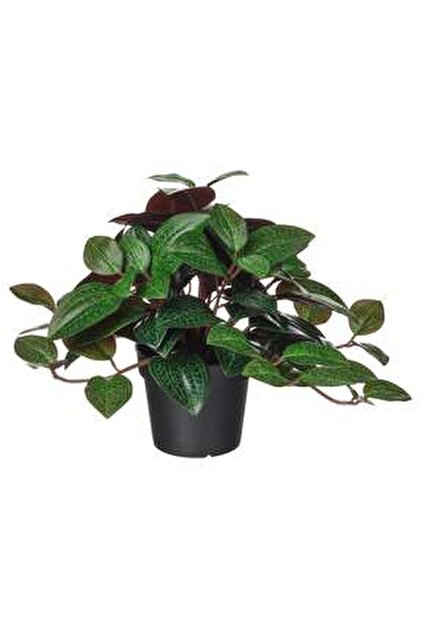 korean hornbeam bonsai Korean Hornbeam