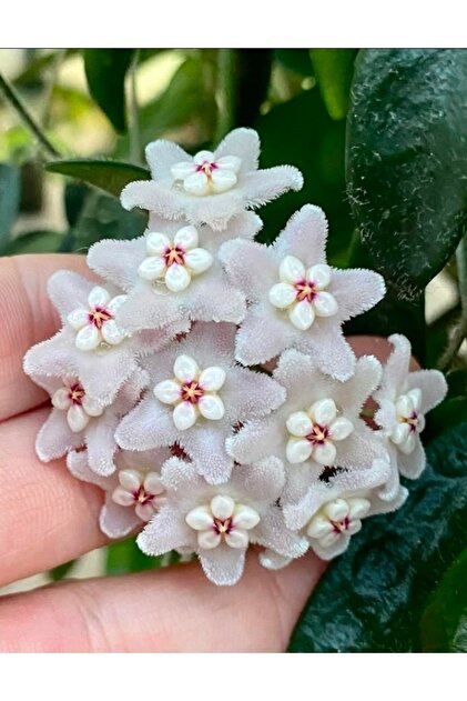 PLANT Hoya Dickasoniana (Weebella) Mum Çiçeği - Fiyatı, Yorumları
