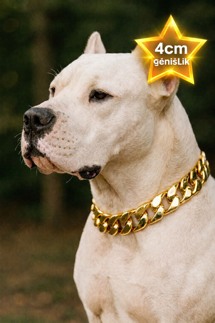 4cm KALIN ZİNCİR TASMA KÖPEK, ALTIN, GÜMÜŞ, METALİK HAFİF MALZEME KÖPEK KOLYESİ