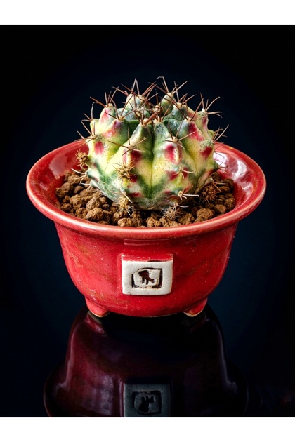 Gymnocalycium M. variegata “Kitty”