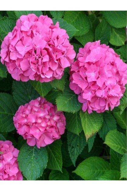 Mimoza Pembe Ortanca Fidanı Fidesi Hydrangea Macrophylla 10-20 Cm
