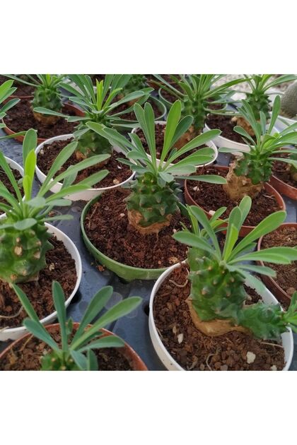 cantropikal Euphorbia Japonica, Sukulent - Fiyatı, Yorumları